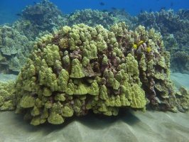 102  Corals IMG 2642